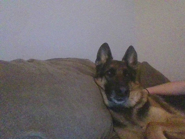 Kyah joined the competition — help win amazing prizes! canidae, carnivore, comfort, companion_dog, dog, dog_breed, east_european_shepherd, fawn, fur, german_shepherd_dog, herding_dog, king_shepherd, old_german_shepherd_dog, sporting_group, terrestrial_animal, working_dog