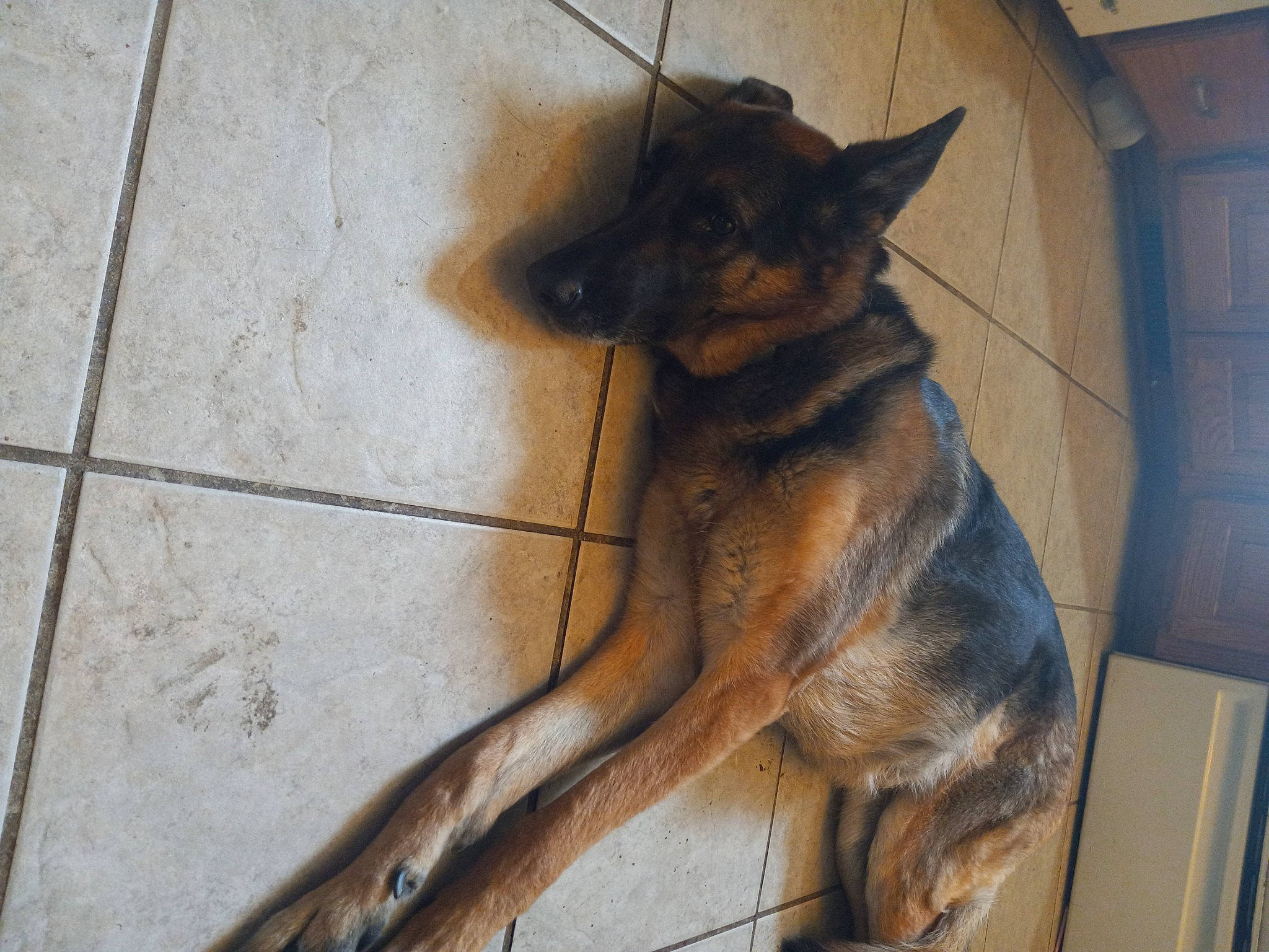 Kyah is registered to the contest to win money with this photo: belgian_shepherd_malinois, canidae, carnivore, dog, dog_breed, fawn, felidae, flooring, fur, german_shepherd_dog, herding_dog, king_shepherd, mammal, old_german_shepherd_dog, snout, sporting_group, tail, terrestrial_animal, vertebrate, wood