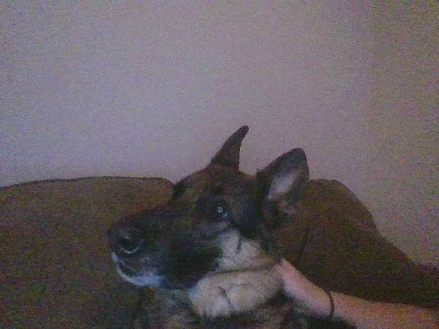 Kyah is registered to the contest to win money with this photo: canidae, carnivore, comfort, companion_dog, dog, dog_breed, ear, fawn, fur, jaw, non_sporting_group, room, snout, sporting_group, tail, whiskers, working_animal