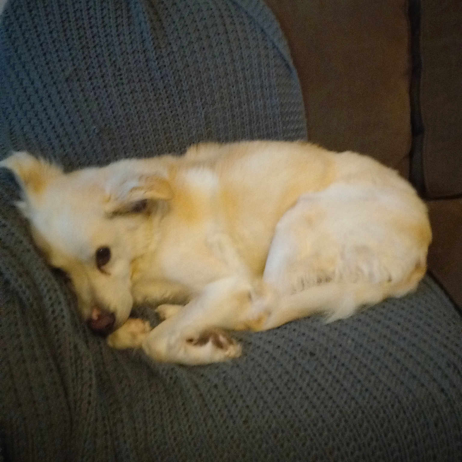 Maci