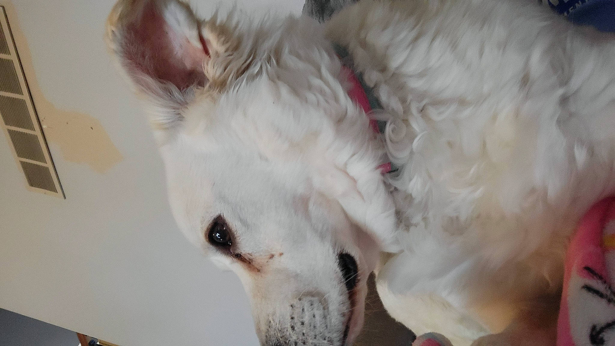 Maci joined the competition — help win amazing prizes! canidae, carnivore, comfort, companion_dog, dog, dog_breed, ear, fawn, felidae, fur, non_sporting_group, small_to_medium_sized_cats, snout, sporting_group, terrestrial_animal, whiskers, working_animal