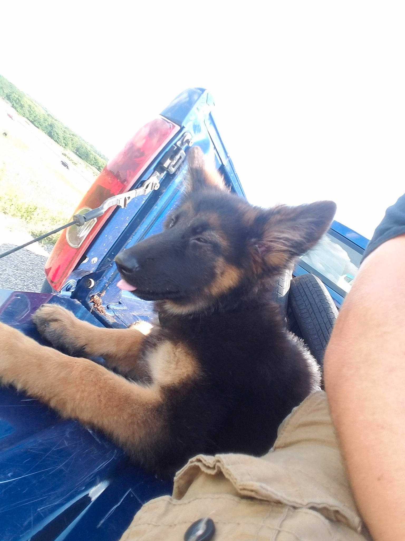 Kadorie is registered to the contest to win money with this photo: canidae, carnivore, comfort, companion_dog, dog, dog_breed, electric_blue, fawn, felidae, fur, hood, human_leg, paw, plant, sky, small_to_medium_sized_cats, snout, sporting_group, tree, windshield