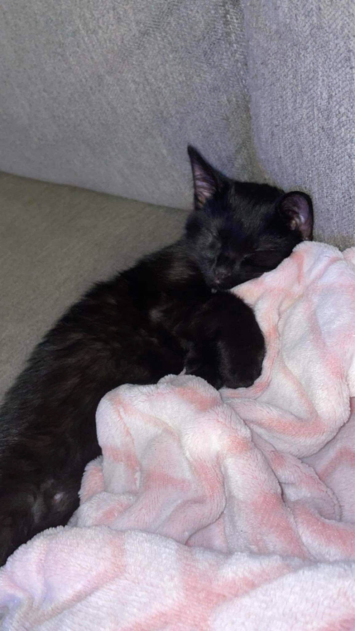 Kitty is registered to the contest to win money with this photo: bed, black_cat, bombay, carnivore, cat, cat_supply, claw, comfort, dog_breed, domestic_short_haired_cat, felidae, fur, nap, paw, small_to_medium_sized_cats, tail, terrestrial_animal, whiskers