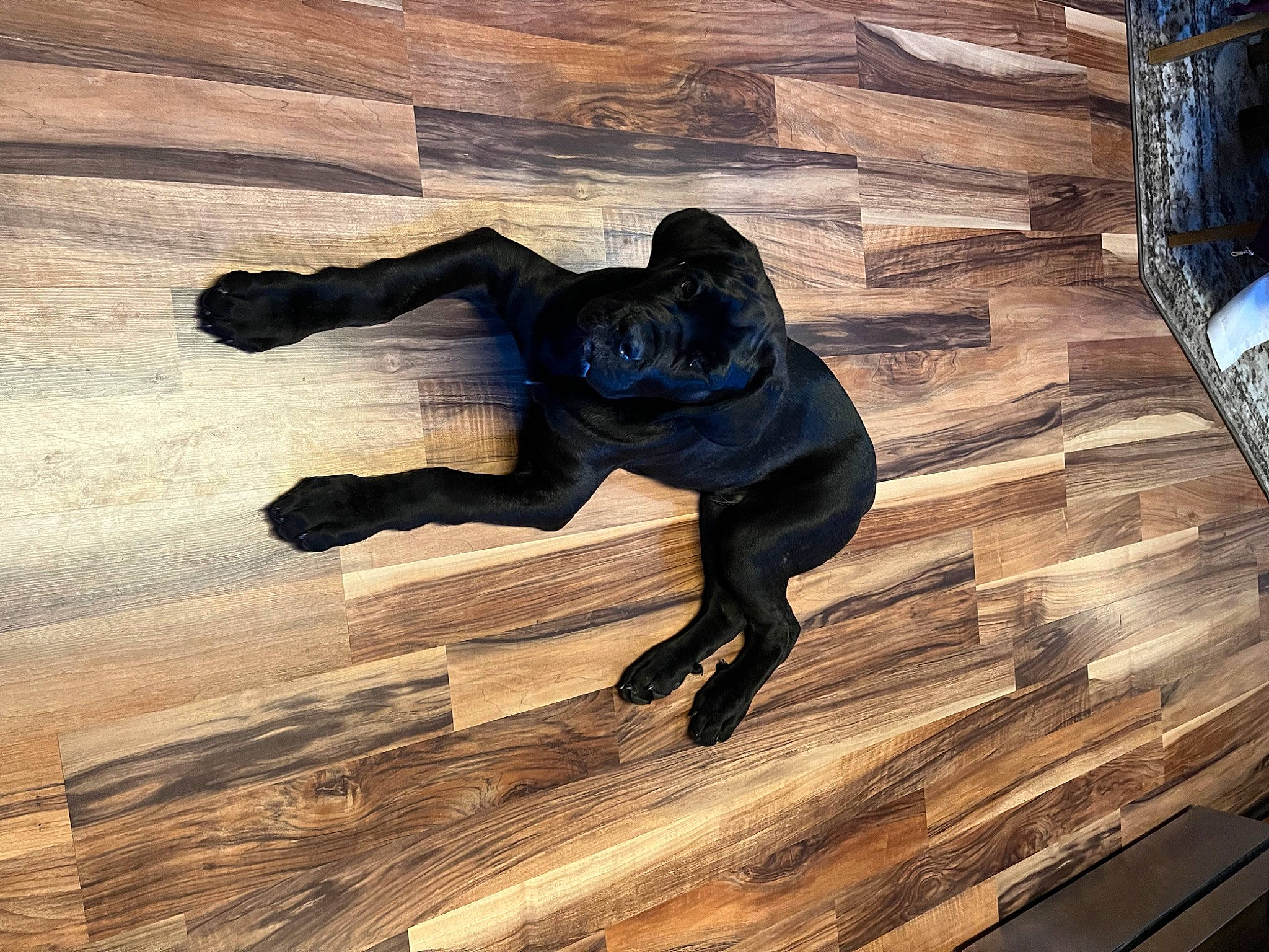 Boone joined the competition — help win amazing prizes! flash_photography, flooring, fun, guard_dog, happy, hardwood, human_leg, laminate_flooring, people_in_nature, plank, shadow, sitting, sky, tail, tints_and_shades, tree, visual_arts, wood, wood_flooring, wood_stain