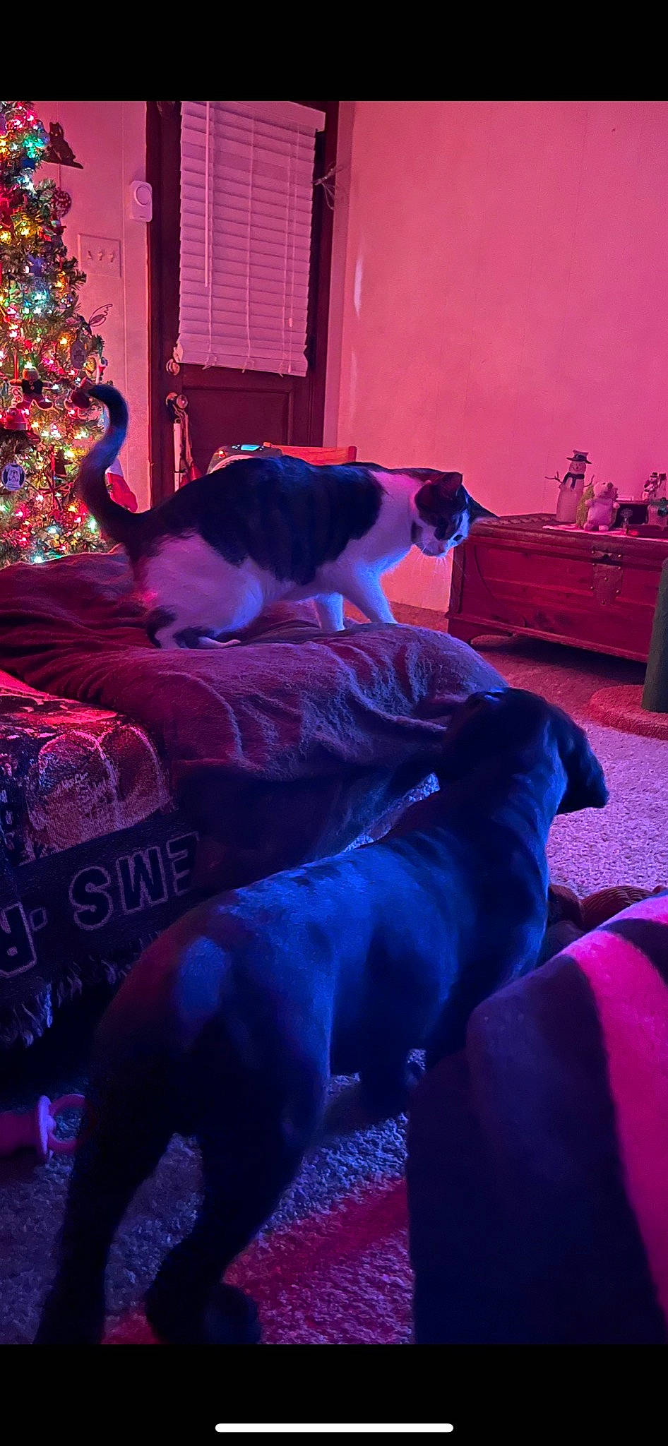 Boone joined the competition — help win amazing prizes! carnivore, cat, christmas_tree, comfort, companion_dog, dog, dog_breed, event, fawn, fun, light, magenta, mammal, pink, purple, red, tree, vertebrate, violet, window