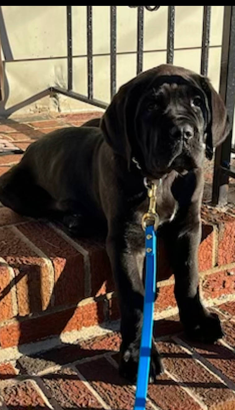 Boone is registered to the contest to win money with this photo: canidae, carnivore, collar, companion_dog, dog, dog_breed, dog_collar, door, fawn, fur, giant_dog_breed, guard_dog, gun_dog, liver, snout, sporting_group, tail, terrestrial_animal, working_animal, working_dog
