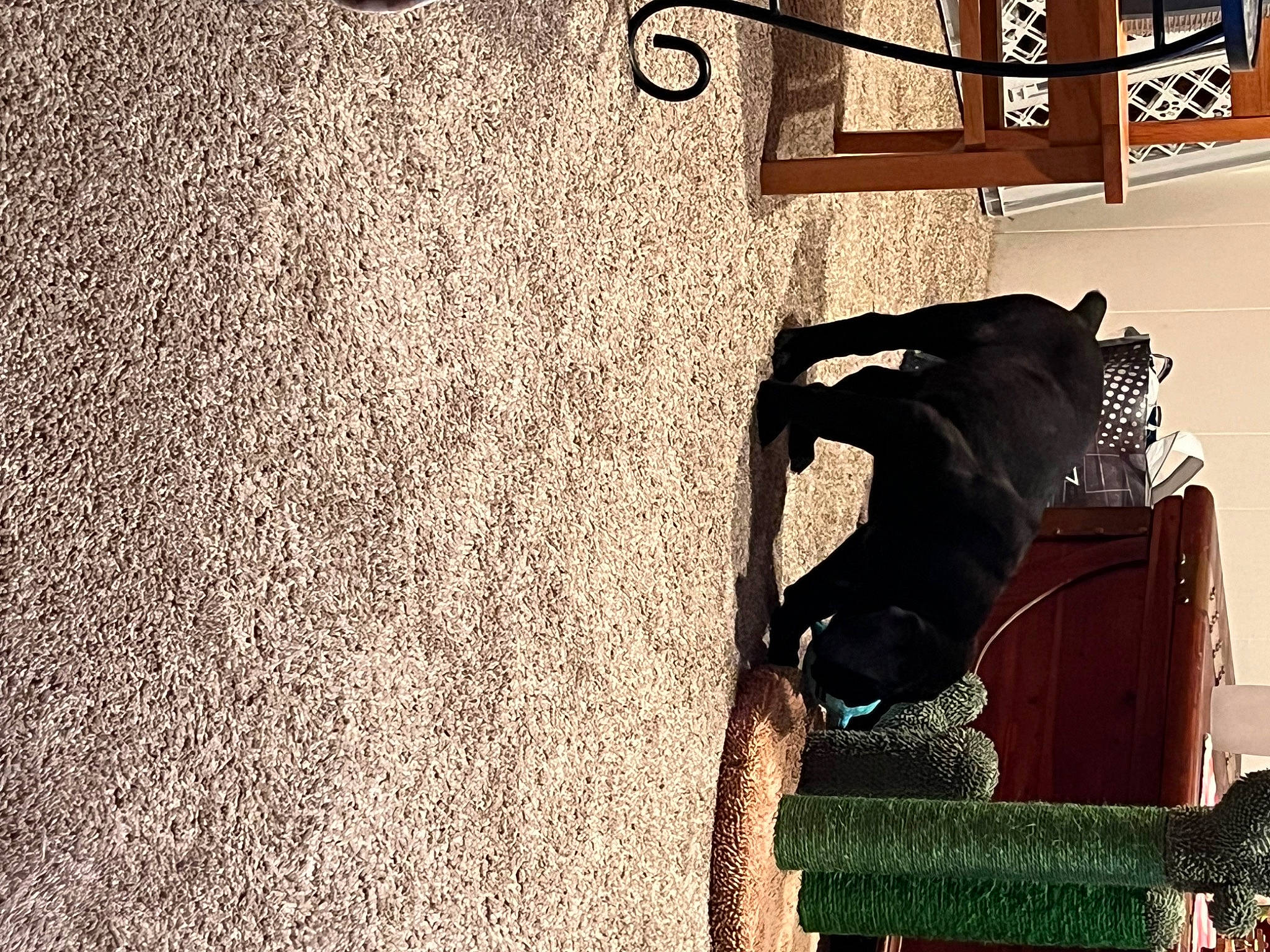 Boone is registered to the contest to win money with this photo: art, building, concrete, dog, facade, flooring, font, house, metal, room, sculpture, shadow, soil, stairs, tints_and_shades, tree, visual_arts, wall, window, wood