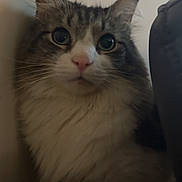 Ringo is registered to the contest to win money with this photo: cat, pet, feline, long_fur, tabby, white_fur, whiskers, large_eyes, ears, face, close_up, portrait, indoor, couch, furniture, curious, sitting, fluffy, nose, soft_lighting