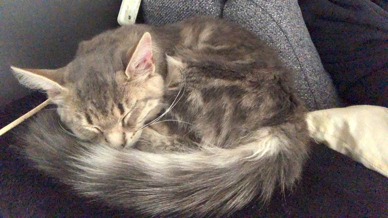 Shelby a rejoint le concours — aidez-le/la à gagner de superbes lots ! carnivore, cat, claw, comfort, domestic_short_haired_cat, ear, felidae, fur, grey, nap, paw, sleep, small_to_medium_sized_cats, tail, whiskers