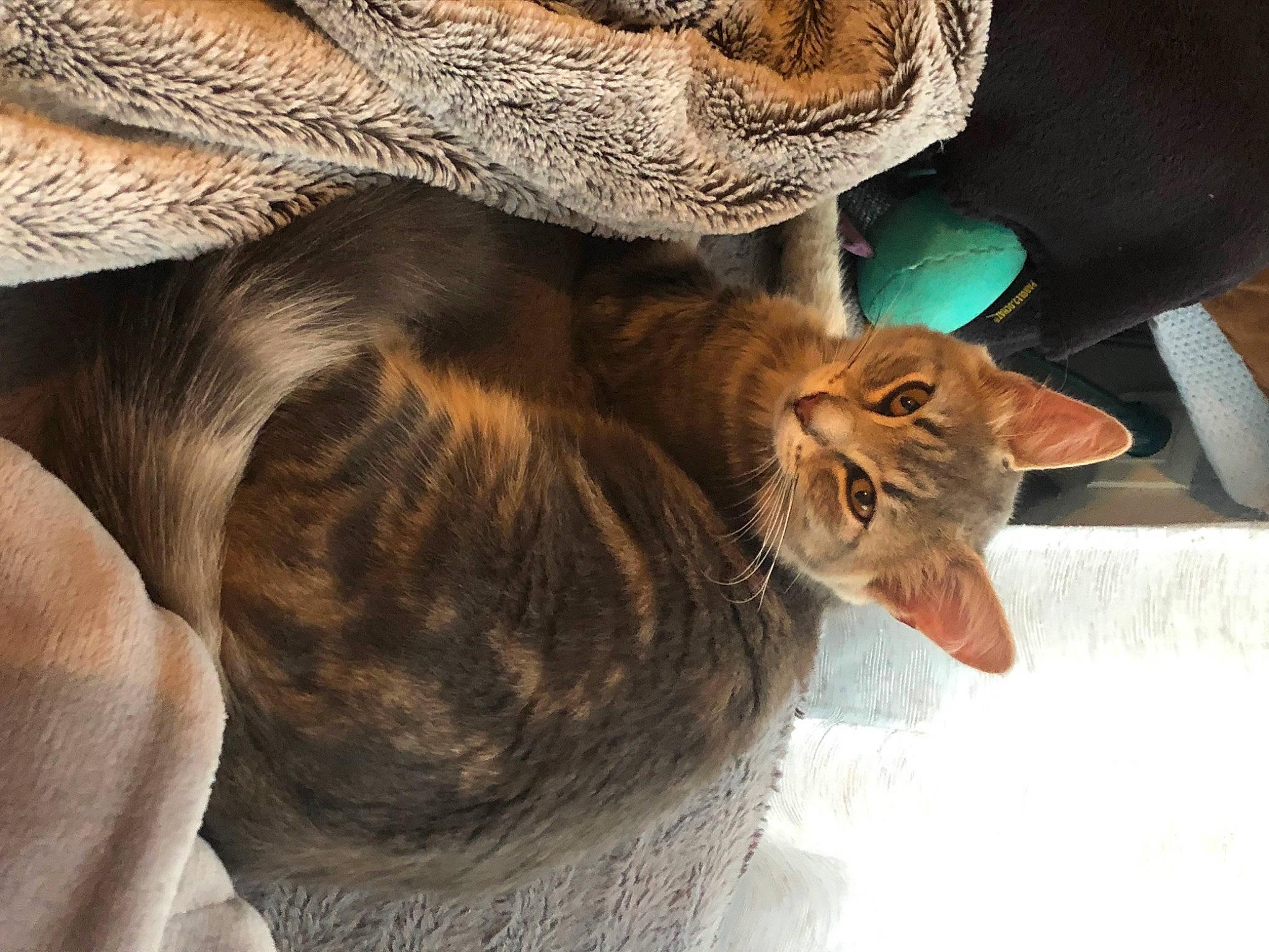 Shelby a rejoint le concours — aidez-le/la à gagner de superbes lots ! carnivore, cat, cat_supply, claw, comfort, domestic_short_haired_cat, fawn, felidae, fur, linens, liver, plant, small_to_medium_sized_cats, snout, tail, terrestrial_animal, whiskers, wildlife, window, wood