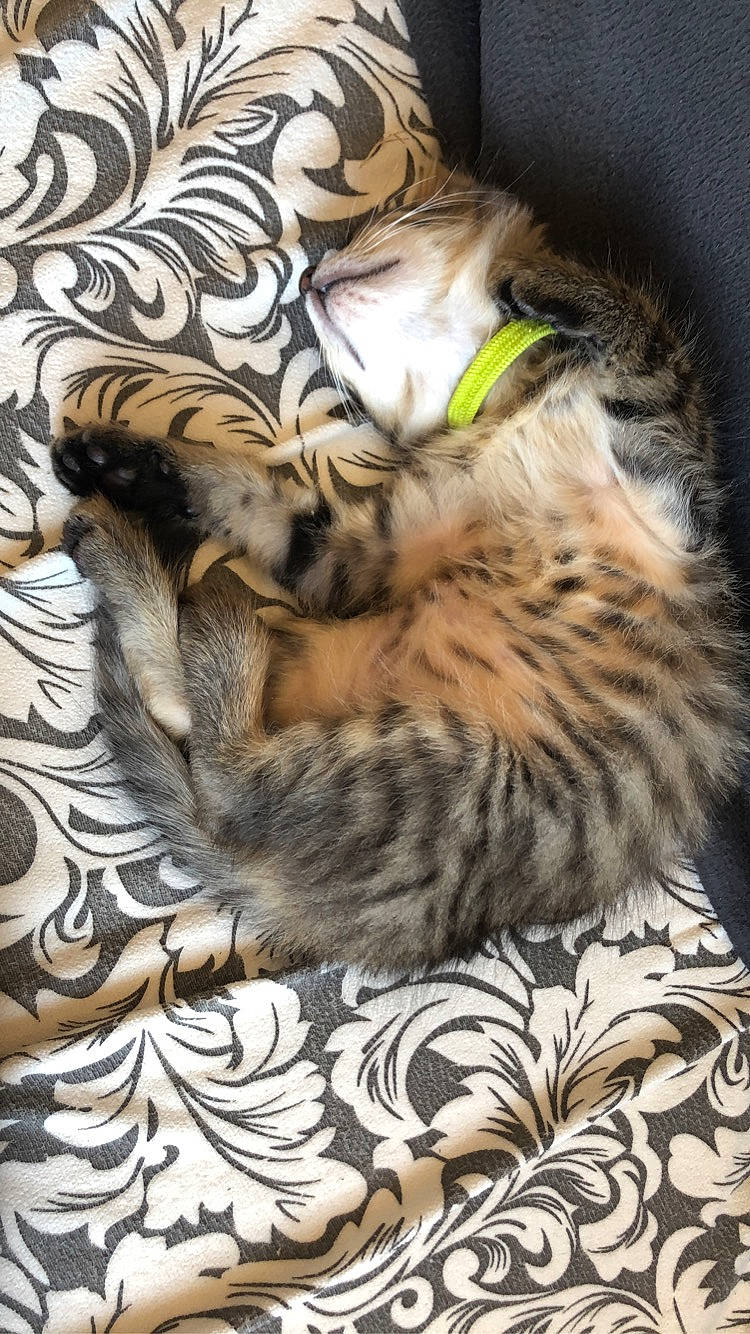 Storm a rejoint le concours — aidez-le/la à gagner de superbes lots ! big_cats, carnivore, cat, claw, comfort, domestic_short_haired_cat, fawn, felidae, fur, linens, nap, pattern, paw, sleep, small_to_medium_sized_cats, snout, tail, terrestrial_animal, whiskers, wildlife