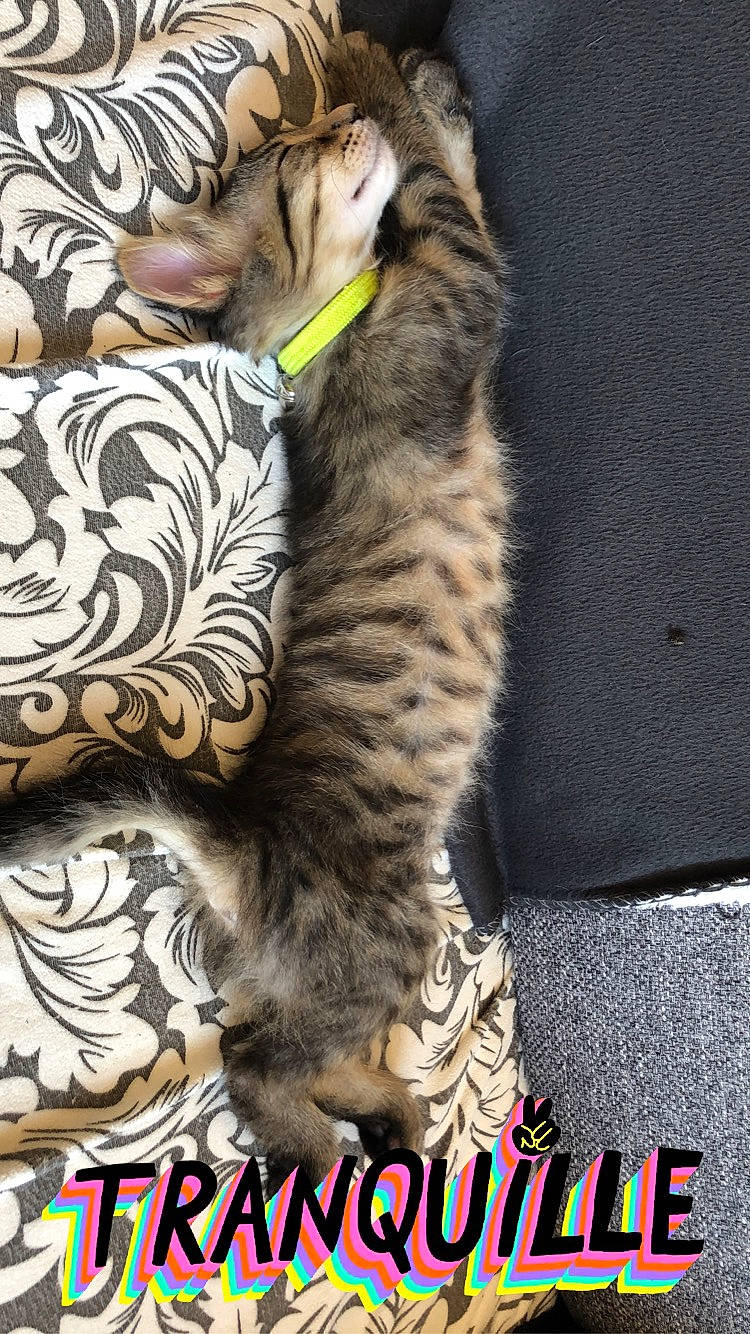 Storm participe au concours pour gagner de l'argent avec cette photo : carnivore, cat, claw, comfort, domestic_short_haired_cat, felidae, font, foot, fur, logo, paw, photo_caption, photography, small_to_medium_sized_cats, snout, tail, terrestrial_animal, whiskers