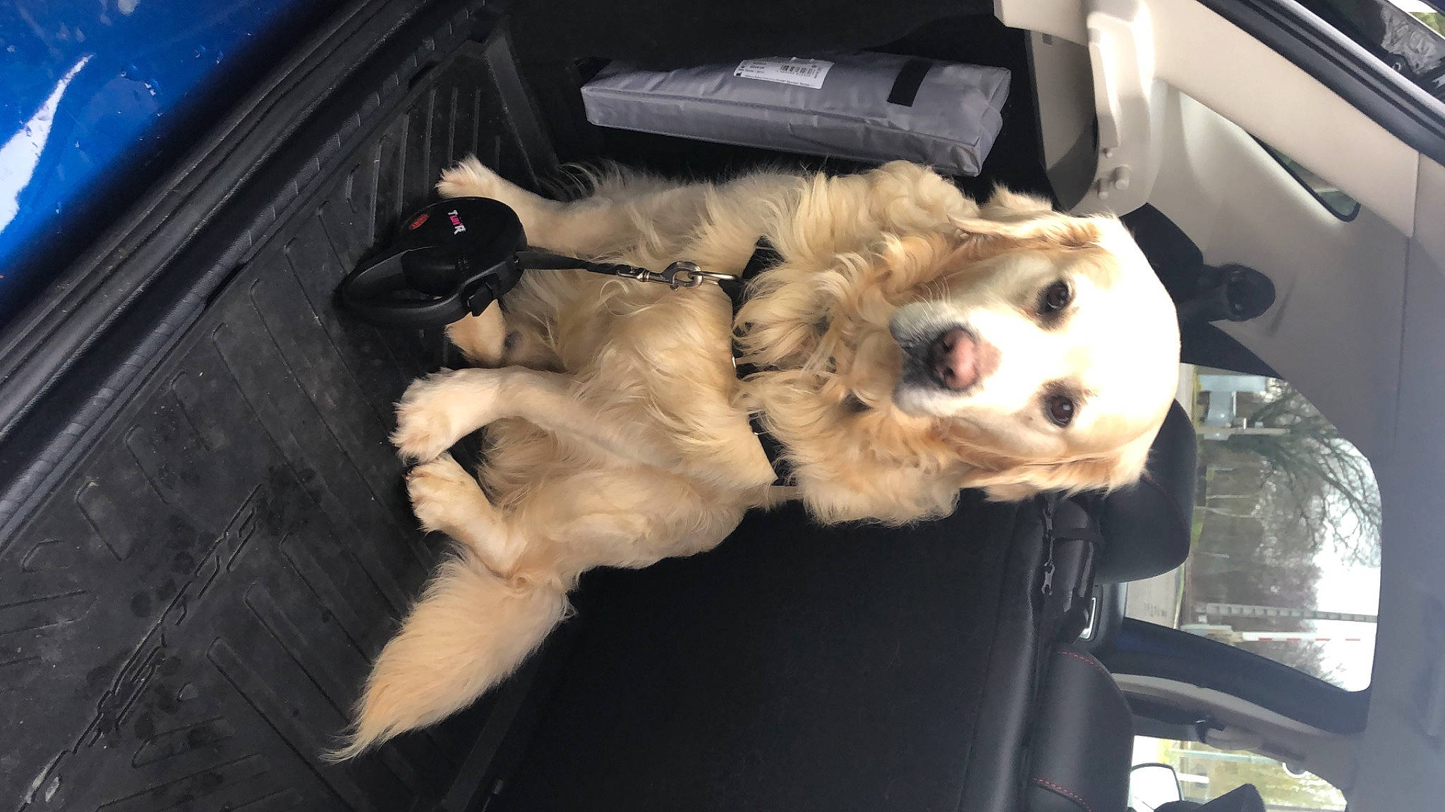 Jerry a rejoint le concours — aidez-le/la à gagner de superbes lots ! canidae, carnivore, companion_dog, dog, dog_breed, fur, goldendoodle, non_sporting_group, puppy, sporting_group