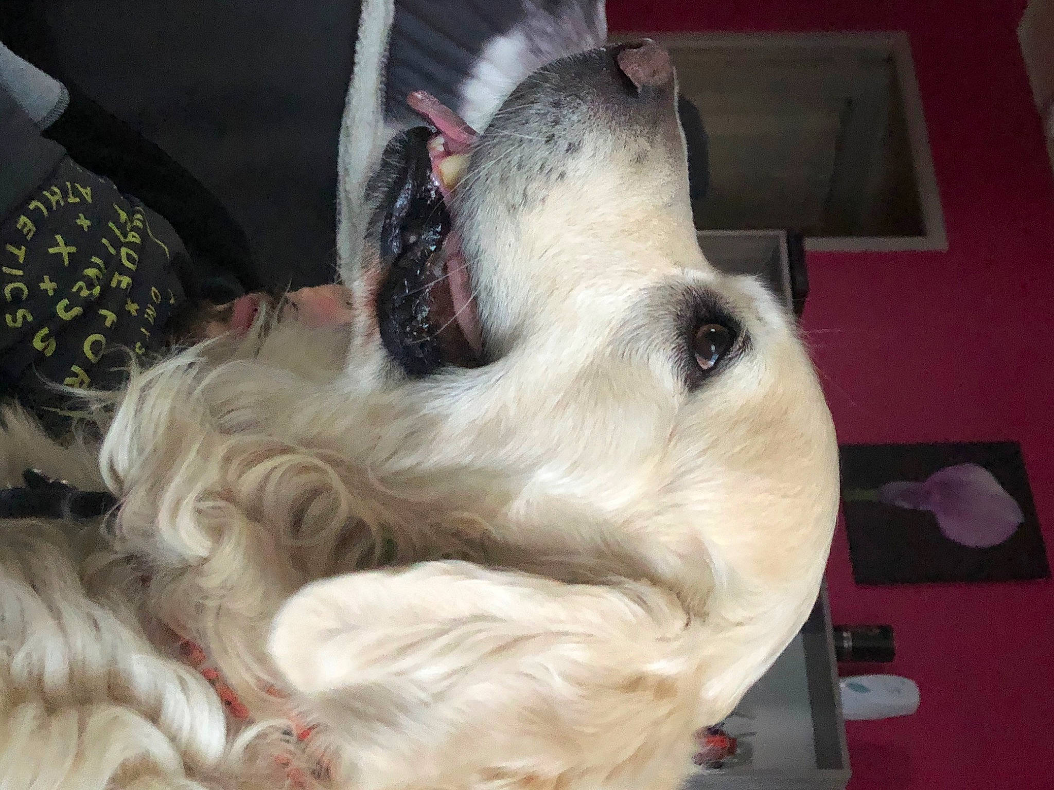 Jerry participe au concours pour gagner de l'argent avec cette photo : carnivore, companion_dog, dog, dog_breed, ear, felidae, fur, non_sporting_group, paw, small_to_medium_sized_cats, sporting_group, whiskers