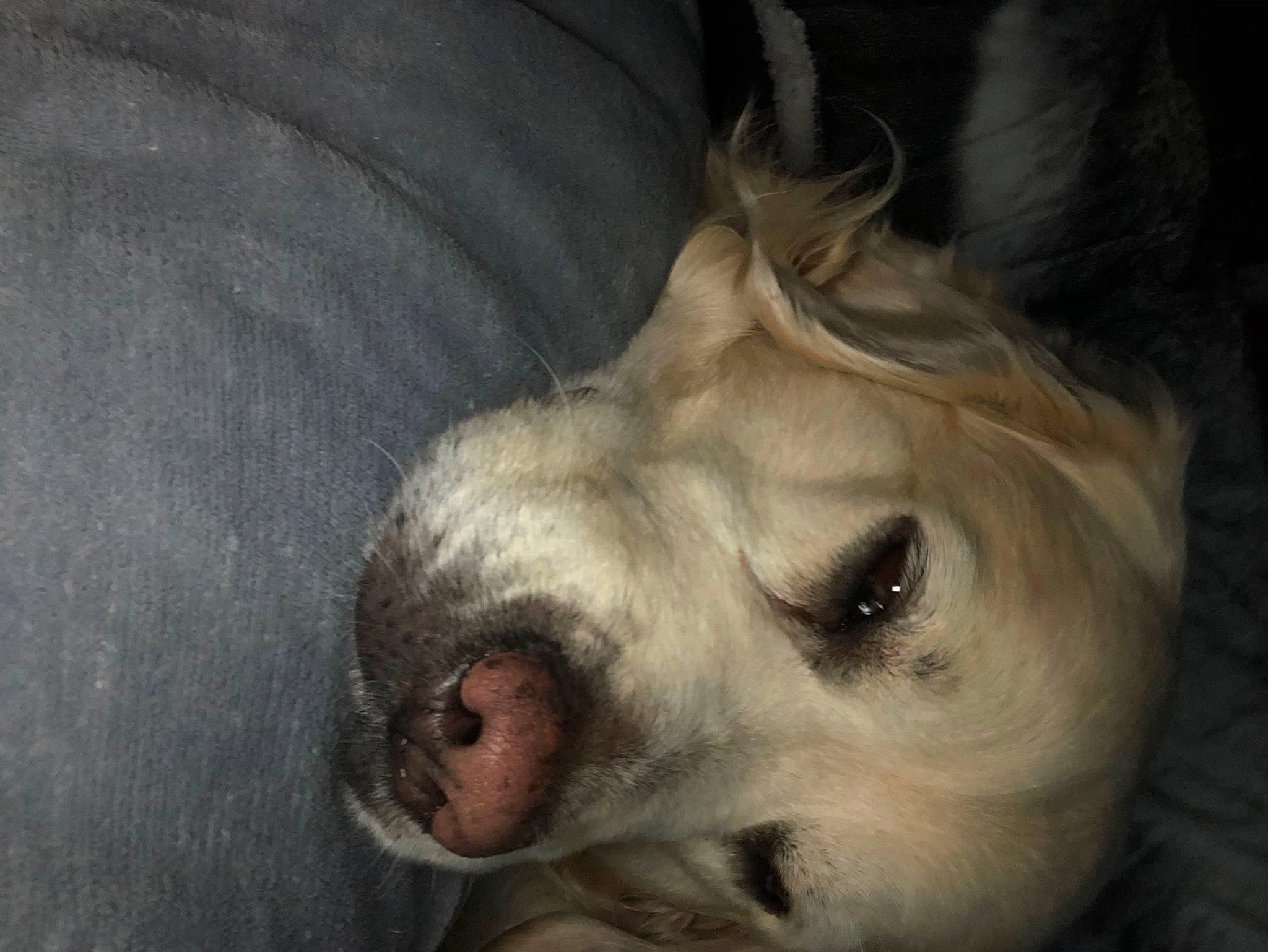 Jerry a rejoint le concours — aidez-le/la à gagner de superbes lots ! canidae, carnivore, comfort, companion_dog, dog, dog_breed, dog_supply, ear, eye, face, fawn, fur, jaw, retriever, snout, sporting_group, toy_dog, whiskers, working_animal, wrinkle