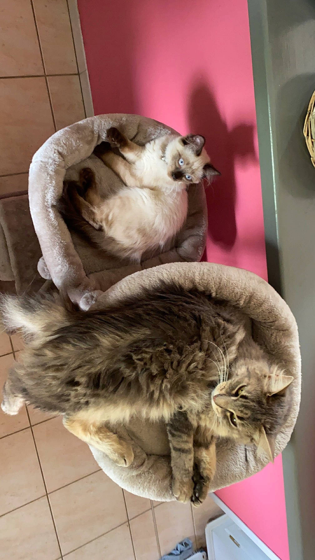 Iris participe au concours pour gagner de l'argent avec cette photo : carnivore, cat, claw, comfort, companion_dog, domestic_short_haired_cat, fawn, felidae, fur, nap, paw, small_to_medium_sized_cats, snout, tail, terrestrial_animal, whiskers