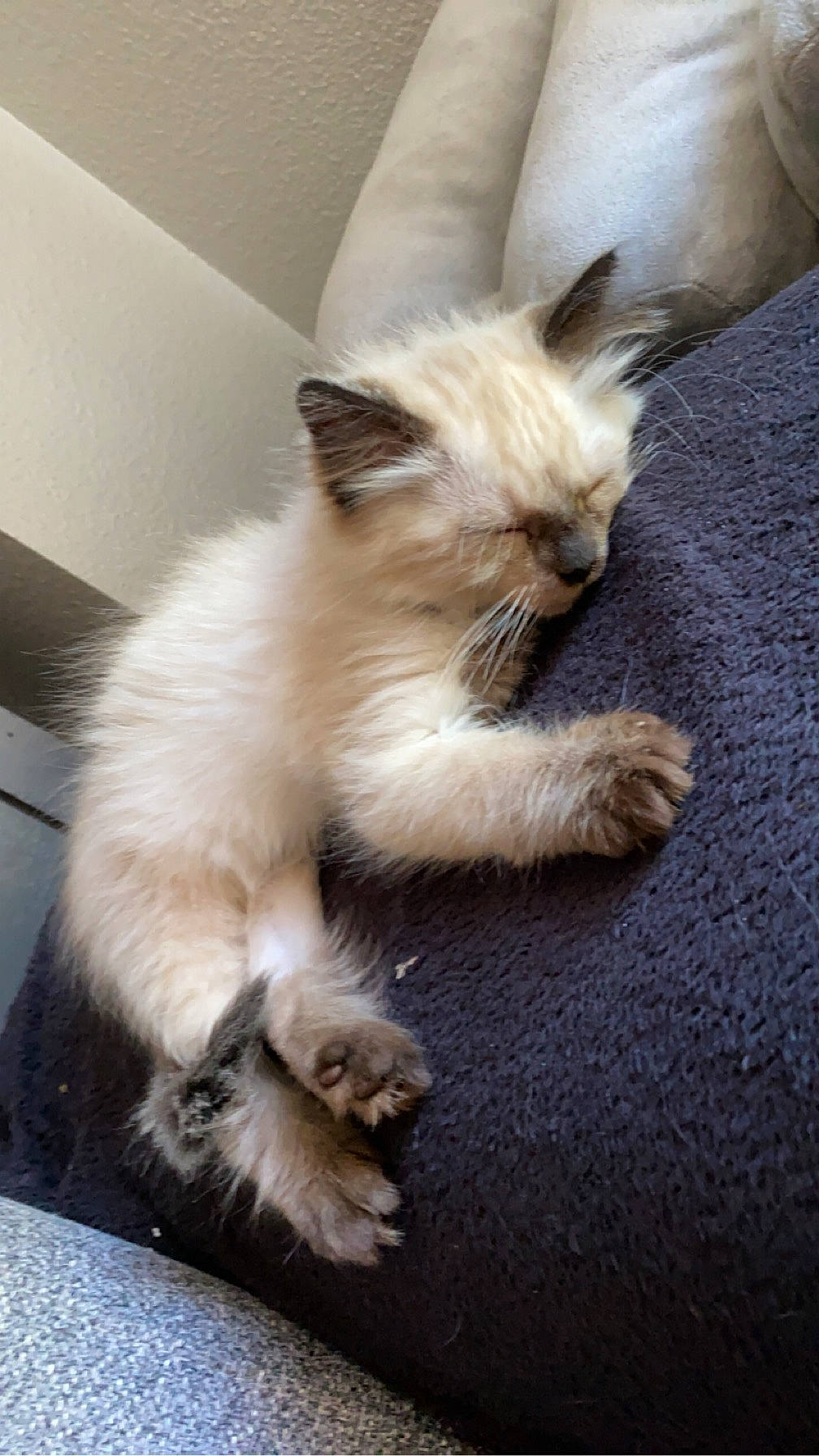 Iris a rejoint le concours — aidez-le/la à gagner de superbes lots ! balinese, birman, carnivore, cat, claw, comfort, companion_dog, dog_breed, eye, fawn, felidae, flooring, fur, paw, ragdoll, small_to_medium_sized_cats, snout, tail, thai, whiskers