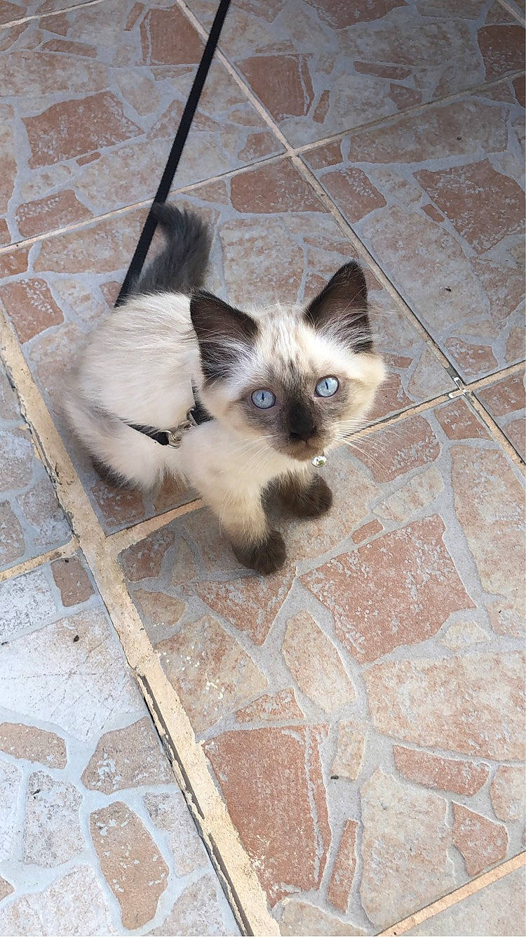 Iris a rejoint le concours — aidez-le/la à gagner de superbes lots ! balinese, birman, carnivore, cat, concrete, eye, fawn, felidae, flooring, fur, head, iris, road_surface, siamese, small_to_medium_sized_cats, snout, tail, terrestrial_animal, thai, whiskers