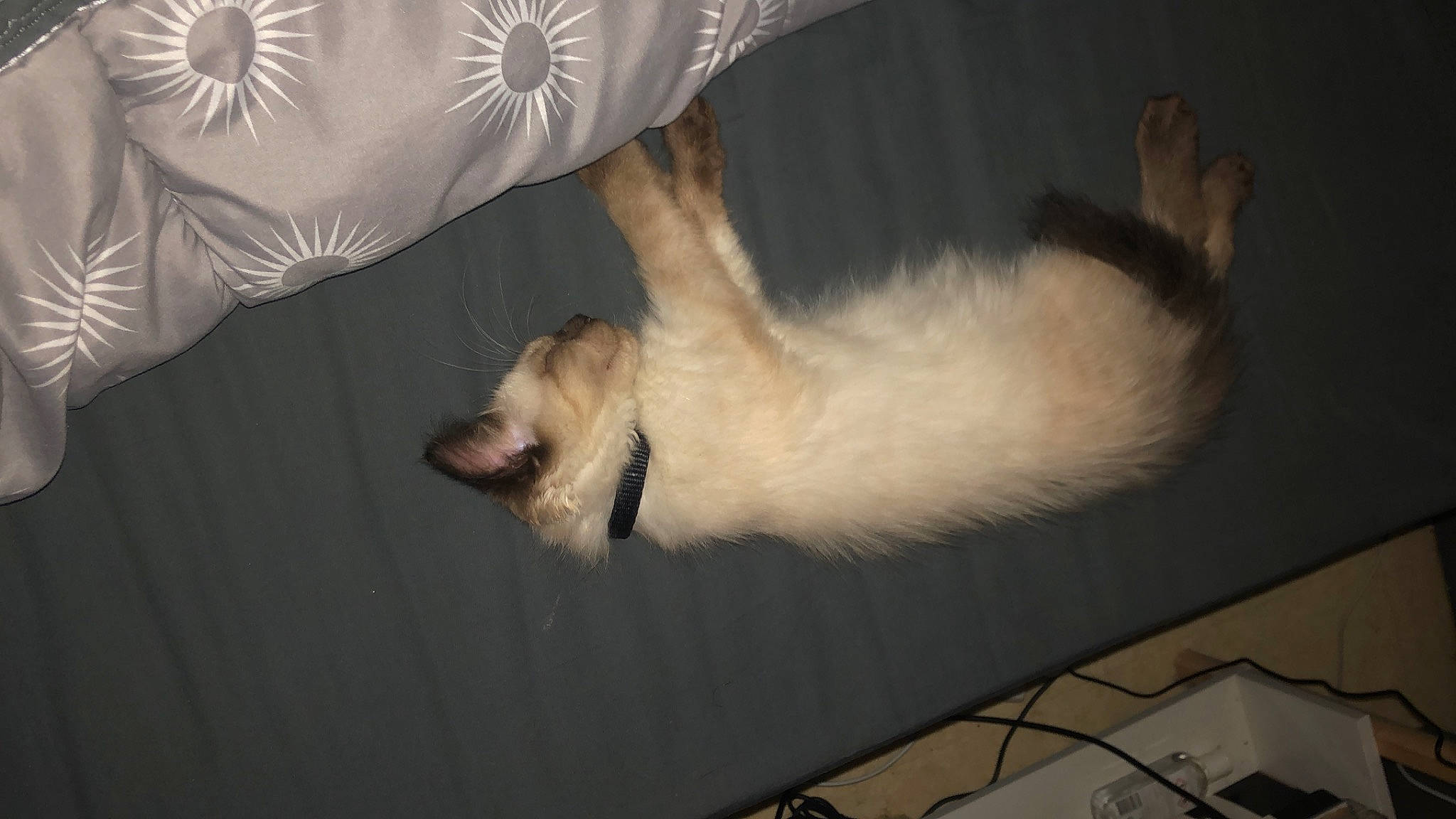 Iris a rejoint le concours — aidez-le/la à gagner de superbes lots ! balinese, canidae, carnivore, cat, claw, comfort, companion_dog, couch, dog_breed, domestic_short_haired_cat, fawn, felidae, foot, fur, paw, room, small_to_medium_sized_cats, sporting_group, tail, whiskers