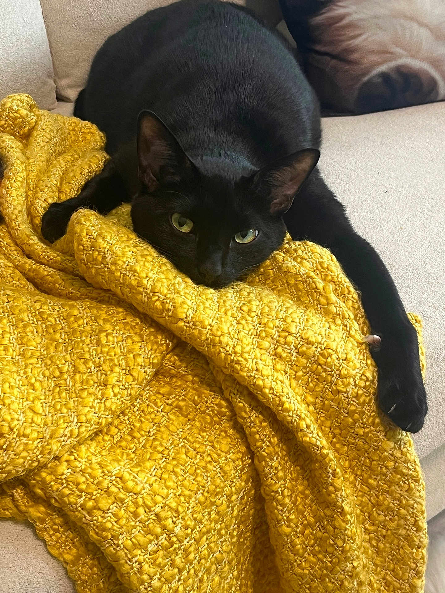 Eli joined the competition — help win amazing prizes! black_cat, cat, pet, animal, feline, yellow_blanket, textured_blanket, cozy, couch, furniture, indoor, resting, relaxed, paw, close_up, home, domestic, cute, sleepy, soft