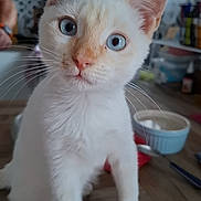 Flocon a rejoint le concours — aidez-le/la à gagner de superbes lots ! cat, white_cat, blue_eyes, kitten, indoor, table, wooden_table, curious, pet, animal, whiskers, ears, nose, closeup, portrait, domestic_cat, feline, young_cat, household, kitchen