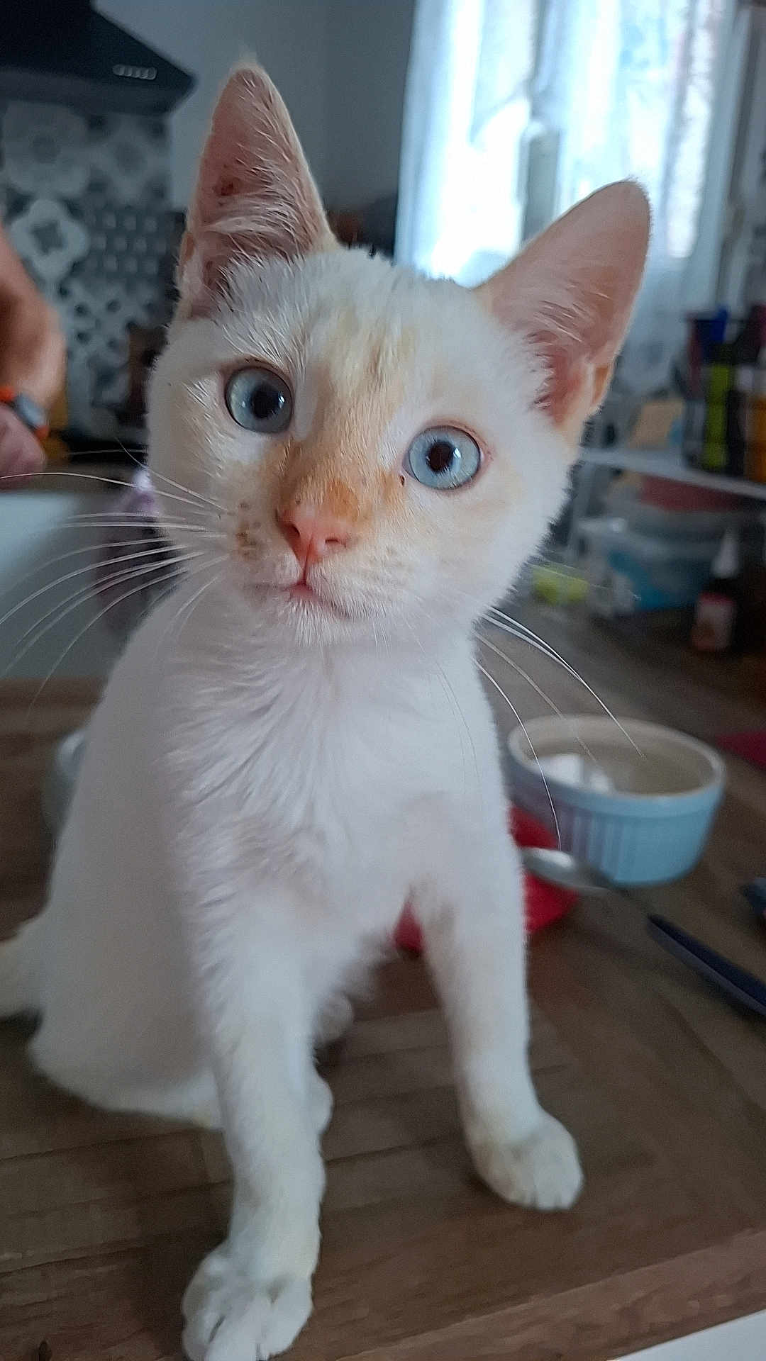 Flocon a rejoint le concours — aidez-le/la à gagner de superbes lots ! cat, white_cat, blue_eyes, kitten, indoor, table, wooden_table, curious, pet, animal, whiskers, ears, nose, closeup, portrait, domestic_cat, feline, young_cat, household, kitchen