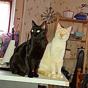 Uby Et Flocon participe au concours pour gagner de l'argent avec cette photo : cat, cats, black_cat, white_cat, cream_cat, sitting, indoors, kitchen, table, furniture, pet, animal, portrait, looking_at_camera, glowing_eyes, short_hair, whiskers, ears, shelf, household_objects