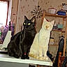animal, black_cat, cat, cats, cream_cat, ears, furniture, glowing_eyes, household_objects, indoors, kitchen, looking_at_camera, pet, portrait, shelf, short_hair, sitting, table, whiskers, white_cat