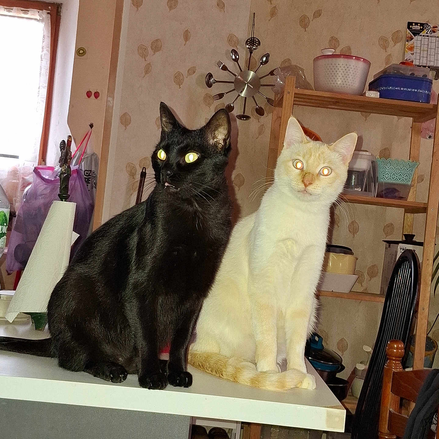 Uby Et Flocon participe au concours pour gagner de l'argent avec cette photo : cat, cats, black_cat, white_cat, cream_cat, sitting, indoors, kitchen, table, furniture, pet, animal, portrait, looking_at_camera, glowing_eyes, short_hair, whiskers, ears, shelf, household_objects