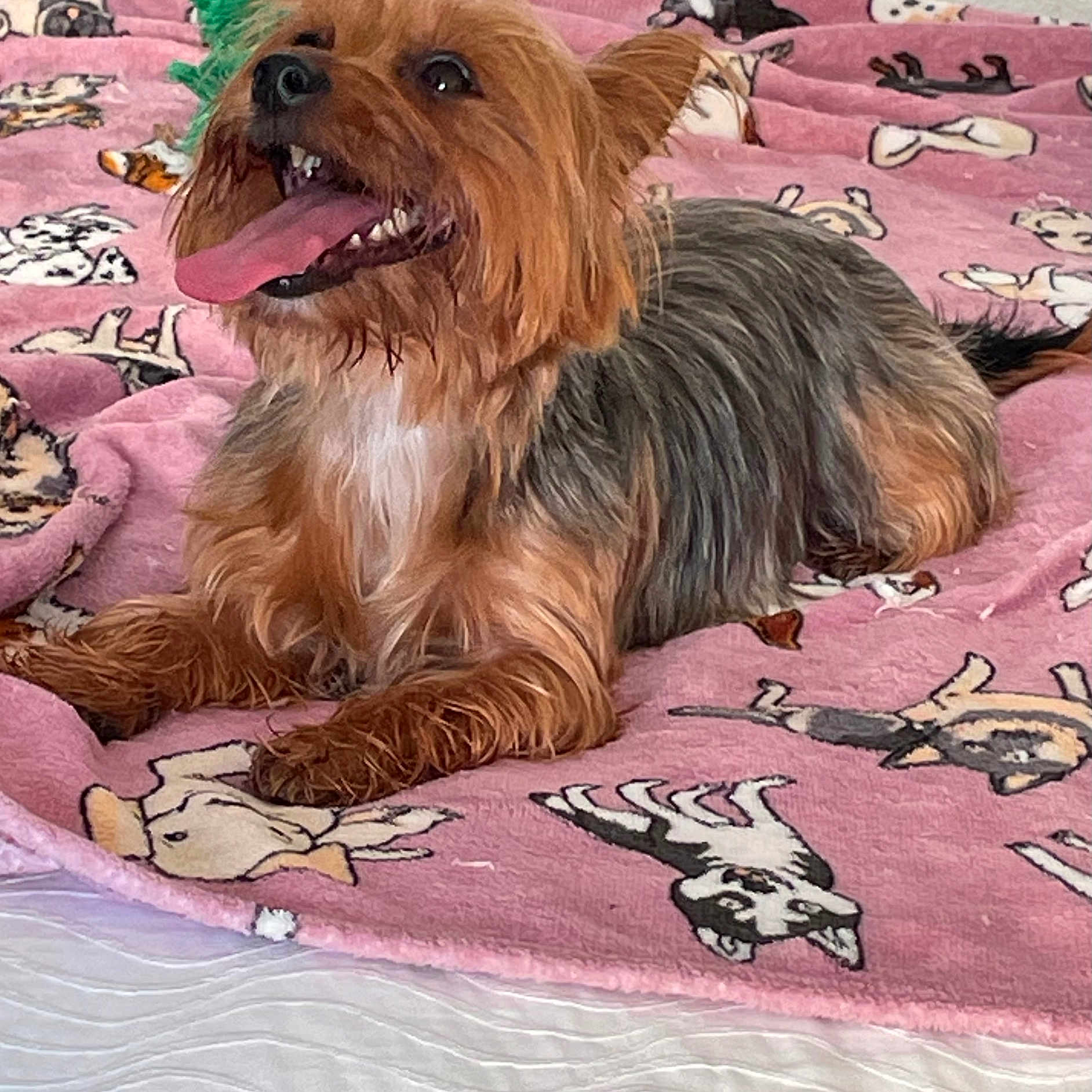 Molly is registered to the contest to win money with this photo: animal, bed, canine, companion, cozy, cute, dog, ears, fur, happy, indoor, lying_down, mammal, pet, pink_blanket, playful, resting, small_dog, tongue, tongue_out