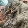 Frappy a rejoint le concours — aidez-le/la à gagner de superbes lots ! cat, fluffy, sleeping, tongue_out, close_up, whiskers, indoor, pet, fur, cozy, relaxed, face, animal, cute, napping, resting, mammal, feline, soft, domestic