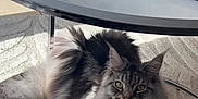 Frappy participe au concours pour gagner de l'argent avec cette photo : cat, maine_coon, fluffy, indoor, carpet, coffee_table, glass_table, remote_control, pet, feline, long_hair, relaxed, home, sunlight, curious, animal, cute, domestic_cat, resting, living_room