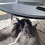cat, maine_coon, fluffy, indoor, carpet, coffee_table, glass_table, remote_control, pet, feline, long_hair, relaxed, home, sunlight, curious, animal, cute, domestic_cat, resting, living_room