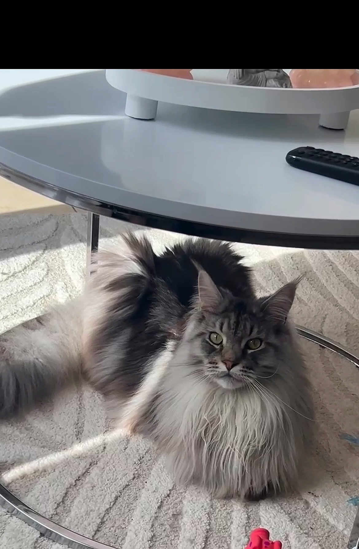 Frappy participe au concours pour gagner de l'argent avec cette photo : cat, maine_coon, fluffy, indoor, carpet, coffee_table, glass_table, remote_control, pet, feline, long_hair, relaxed, home, sunlight, curious, animal, cute, domestic_cat, resting, living_room