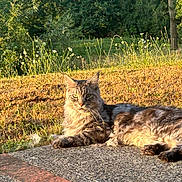 Frappy participe au concours pour gagner de l'argent avec cette photo : cat, fluffy, outdoor, grass, wildflowers, sunlight, nature, relaxing, animal, mammal, path, stone, golden_hour, resting, pet, feline, ears, whiskers, eyes, fur