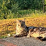 cat, fluffy, outdoor, grass, wildflowers, sunlight, nature, relaxing, animal, mammal, path, stone, golden_hour, resting, pet, feline, ears, whiskers, eyes, fur
