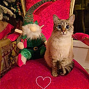 Lune a rejoint le concours — aidez-le/la à gagner de superbes lots ! cat, chair, plush_toy, elf_doll, christmas_tree, holiday_decor, indoor, red_fabric, wooden_floor, window, curious, pet, feline, decorative, festive, ornament, seated, cute, cozy, heart