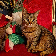 Aria a rejoint le concours — aidez-le/la à gagner de superbes lots ! cat, tabby_cat, red_chair, velvet, plush_toy, elf_doll, holiday_decor, christmas, frosted_pine, candy_cane, green_clothing, striped_fur, whiskers, sitting, wide_eyes, indoors, festive, ornaments, gold_trim, cozy