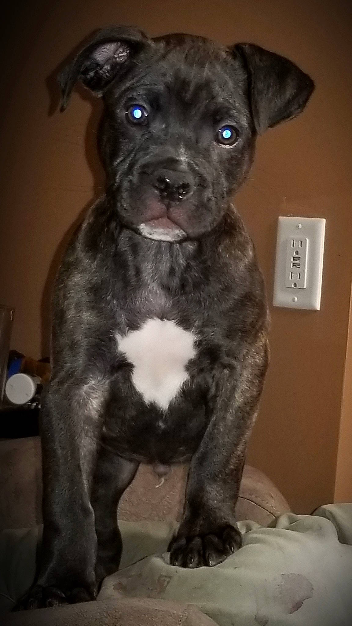 Sir King D O G is registered to the contest to win money with this photo: alaunt, american_pit_bull_terrier, american_staffordshire_terrier, bandog, canidae, carnivore, dog, dog_breed, fawn, mammal, molosser, non_sporting_group, pit_bull, puppy, rare_breed_dog, snout, sporting_group, staffordshire_bull_terrier, vertebrate