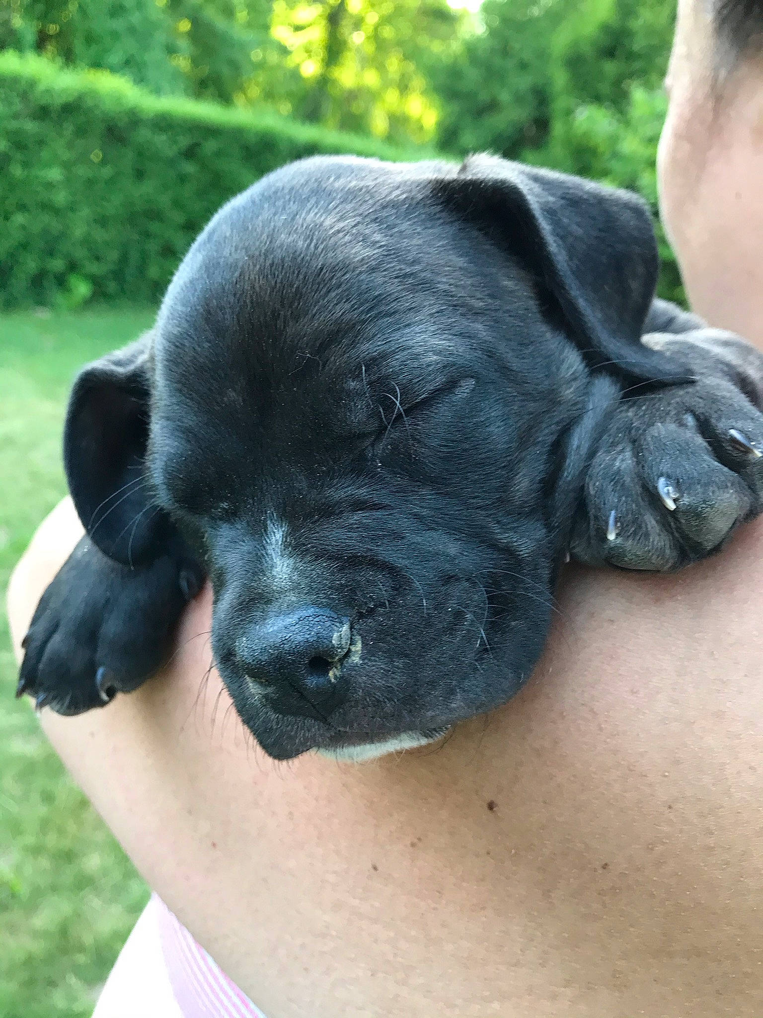 Sir King D O G is registered to the contest to win money with this photo: bandog, canidae, carnivore, companion_dog, dog, dog_breed, labrador_retriever, puppy, snout, sporting_group