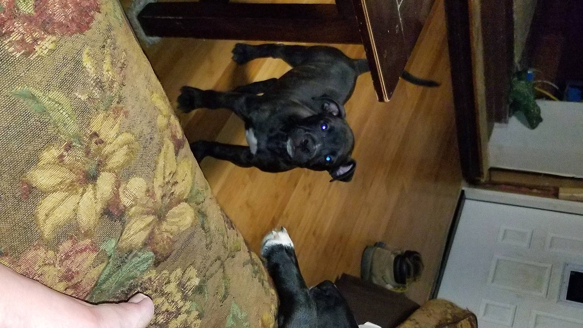 Sir King D O G joined the competition — help win amazing prizes! canidae, carnivore, dog, dog_breed, fawn, french_bulldog, guard_dog, non_sporting_group, patterdale_terrier, puppy, sporting_group