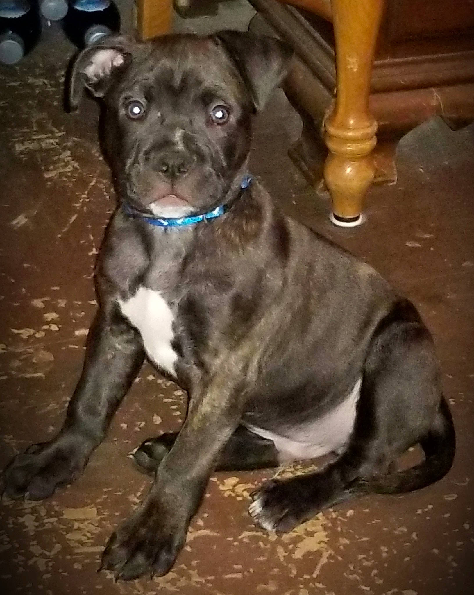 Sir King D O G is registered to the contest to win money with this photo: alaunt, american_pit_bull_terrier, american_staffordshire_terrier, bandog, canidae, carnivore, dog, dog_breed, fawn, mammal, non_sporting_group, pit_bull, rare_breed_dog, snout, sporting_group, staffordshire_bull_terrier, vertebrate