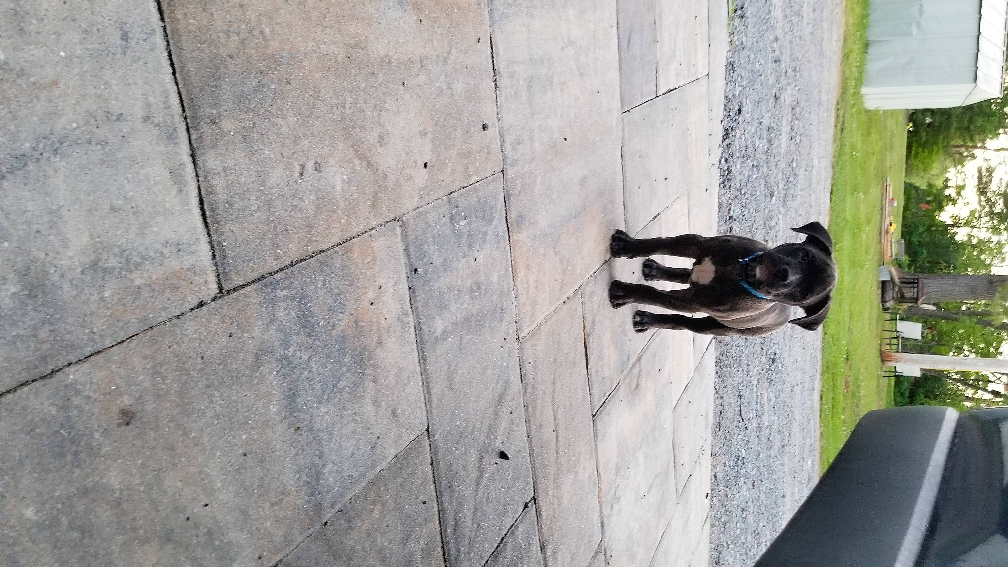 Sir King D O G joined the competition — help win amazing prizes! architecture, cat, shoe, wall, wood