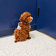 Hazel is registered to the contest to win money with this photo: animal, blue_wall, brown_fur, corner, curly_fur, cute, dog, door, flooring, fluffy, harness, indoor, looking_back, pet, poodle, portrait, puppy, sitting, small, speckled_floor