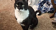 Sophie joined the competition — help win amazing prizes! cat, tuxedo_cat, pet, indoor, carpet, blanket, plaid_shirt, feline, animal, fur, whiskers, ears, tail, sitting, household, cozy, domestic, cute, looking, resting