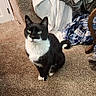 cat, tuxedo_cat, pet, indoor, carpet, blanket, plaid_shirt, feline, animal, fur, whiskers, ears, tail, sitting, household, cozy, domestic, cute, looking, resting