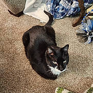 Sophie is registered to the contest to win money with this photo: cat, black_and_white_cat, carpet, blanket, plaid_blanket, furniture, indoor, pet, animal, whiskers, tail, ears, floor, cozy, resting, looking_up, domestic_cat, soft_texture, home, curious