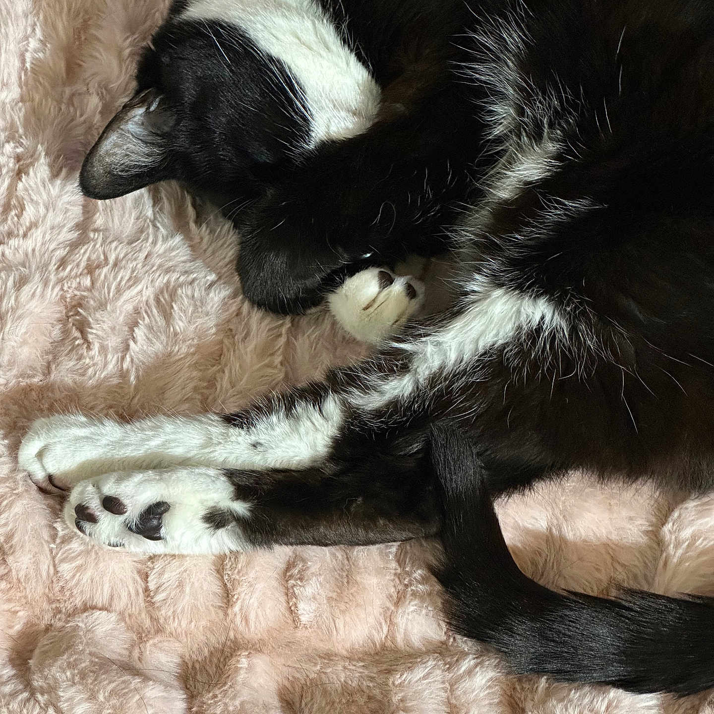 Sophie