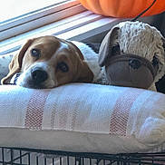 Bambi is registered to the contest to win money with this photo: dog, stuffed_animal, pillow, window, pumpkin, indoor, resting, cute, animal, pet, soft, cozy, sleepy, toy, fabric, cage, home, decor, brown, white