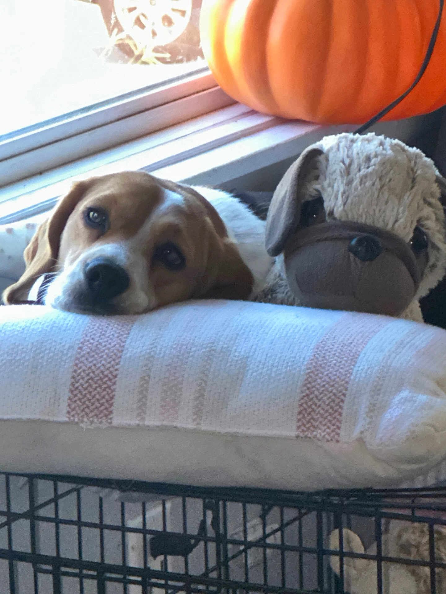 Bambi is registered to the contest to win money with this photo: dog, stuffed_animal, pillow, window, pumpkin, indoor, resting, cute, animal, pet, soft, cozy, sleepy, toy, fabric, cage, home, decor, brown, white